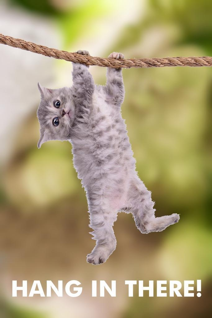 kitten clinging from a rope looking helpless with the words hang in there beneath as example of toxic positvity